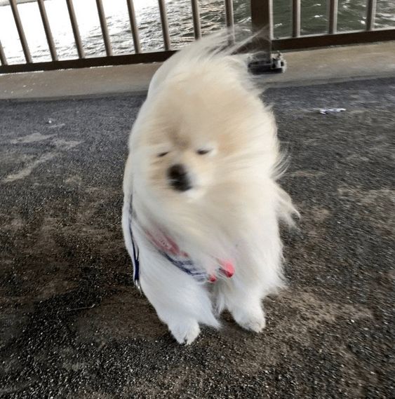 13+ hilarious moments when fluffy pets encounter the wind will brighten your day 4
