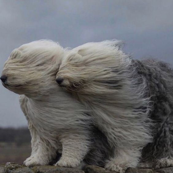13+ hilarious moments when fluffy pets encounter the wind will brighten your day 3