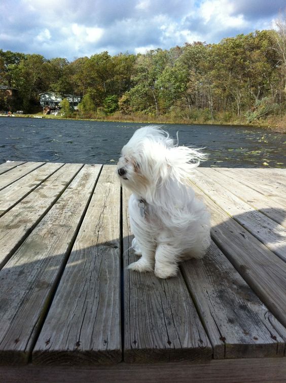 13+ hilarious moments when fluffy pets encounter the wind will brighten your day 13