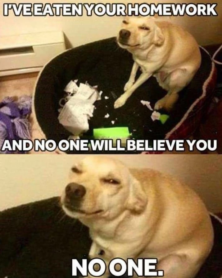12+ Dog meme photos that explain why they are a source of humorous stories 12