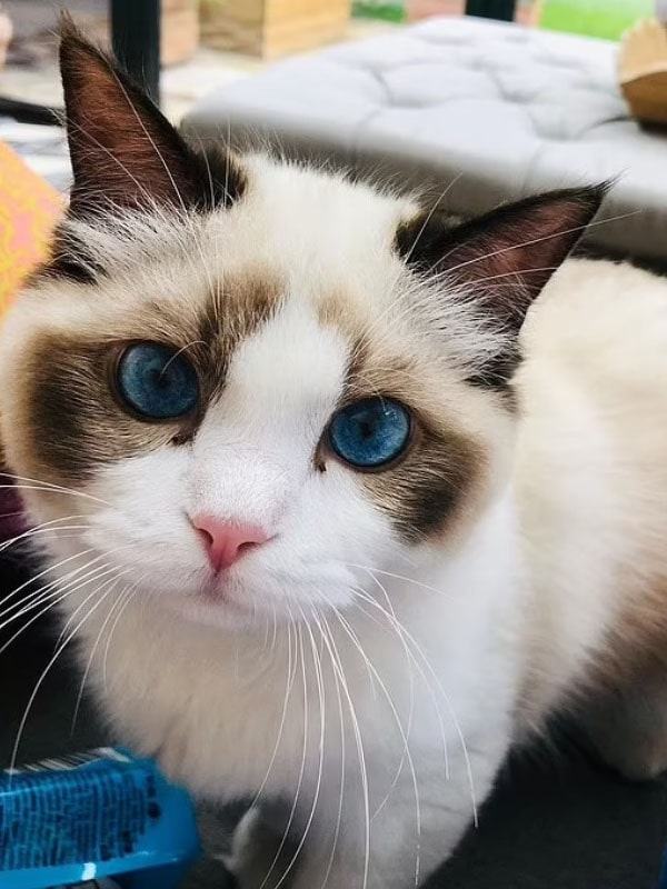 Taylor Swift's blue-eyed cat, worth $100 million, has become one of the world’s richest pets 2