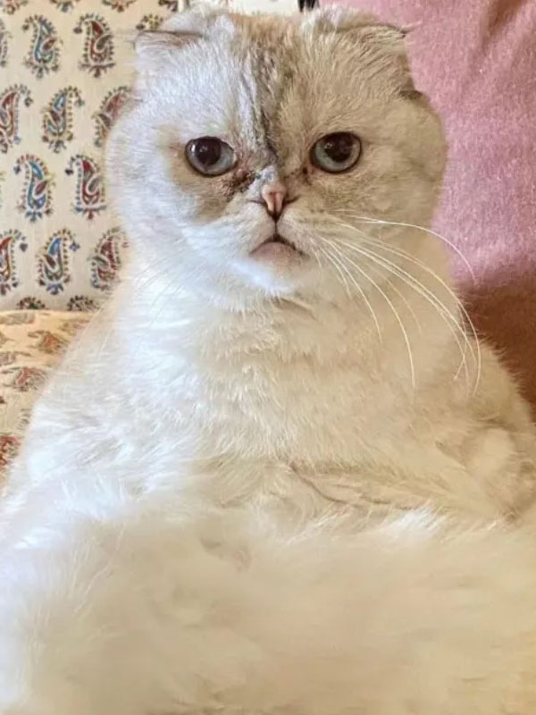 Taylor Swift's blue-eyed cat, worth $100 million, has become one of the world’s richest pets 4