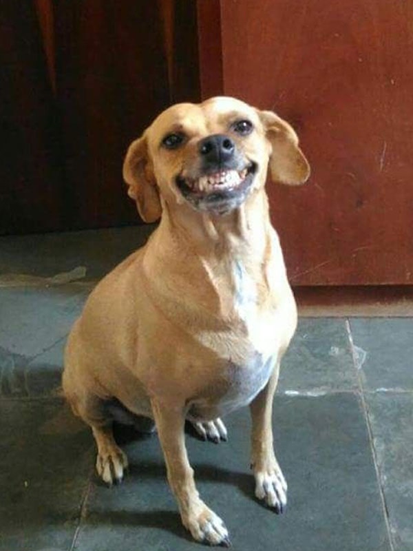 13+ pics of funny dogs that will make you roll on the floor laughing 2
