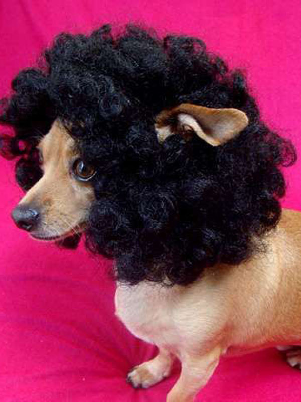 15+ funniest photos of pets wearing human hair that will make you hold your belly 10