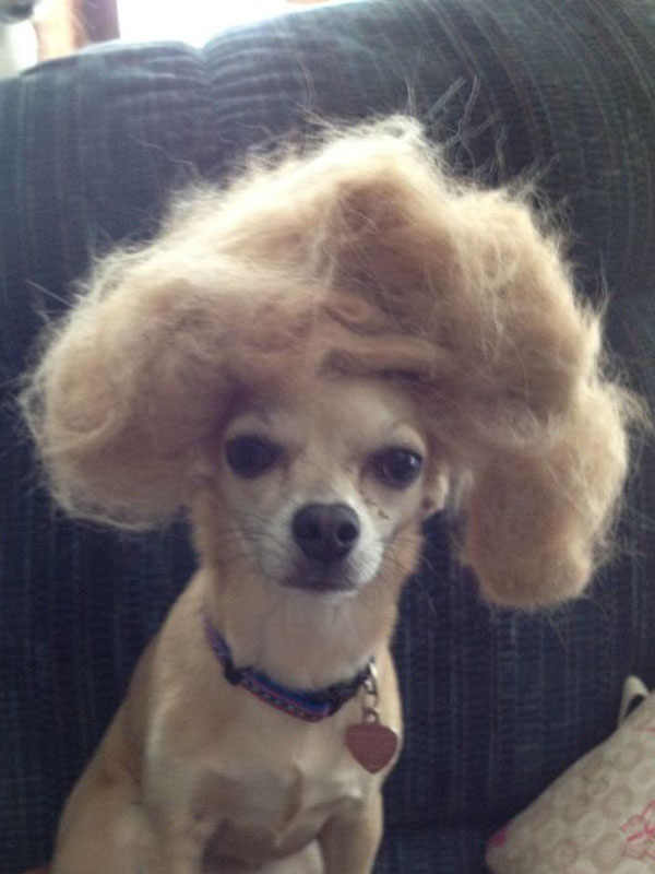 15+ funniest photos of pets wearing human hair that will make you hold your belly 8