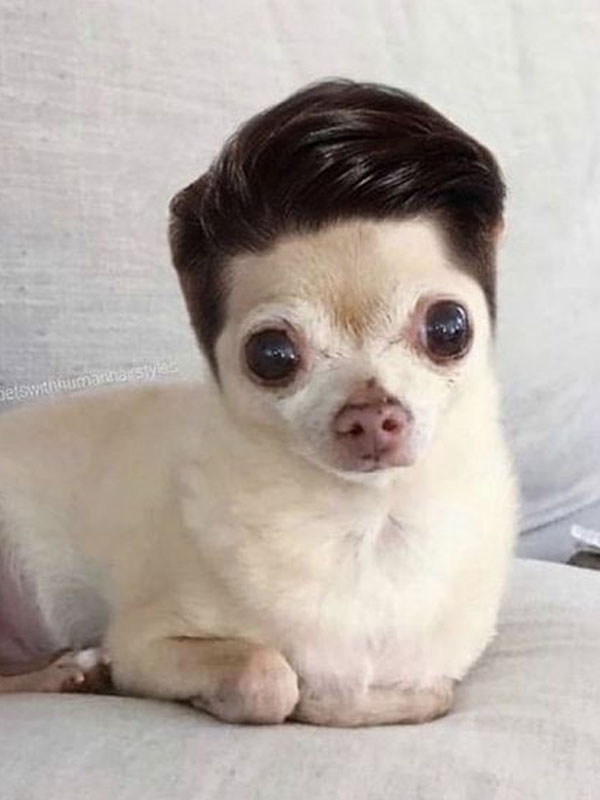 15+ funniest photos of pets wearing human hair that will make you hold your belly 7