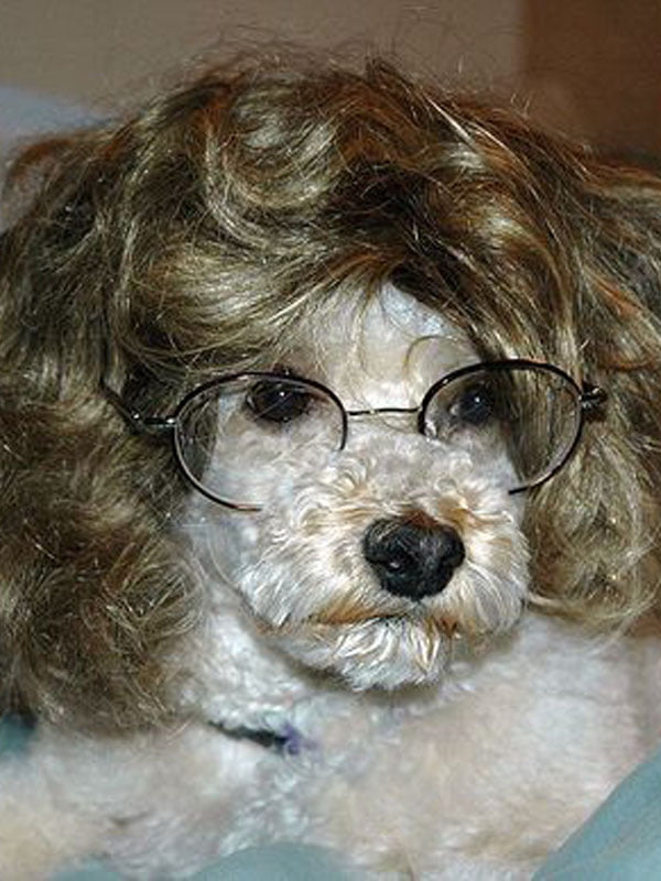 15+ funniest photos of pets wearing human hair that will make you hold your belly 6