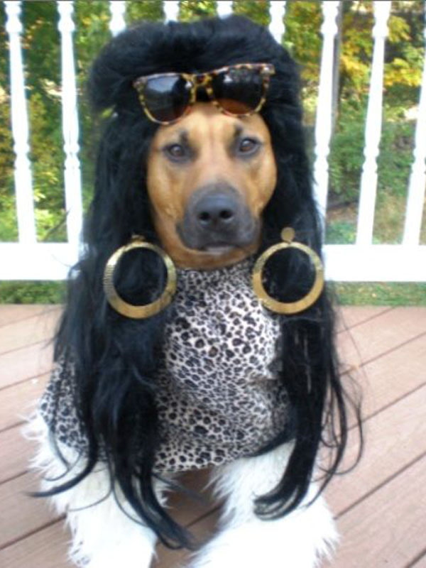 15+ funniest photos of pets wearing human hair that will make you hold your belly 5