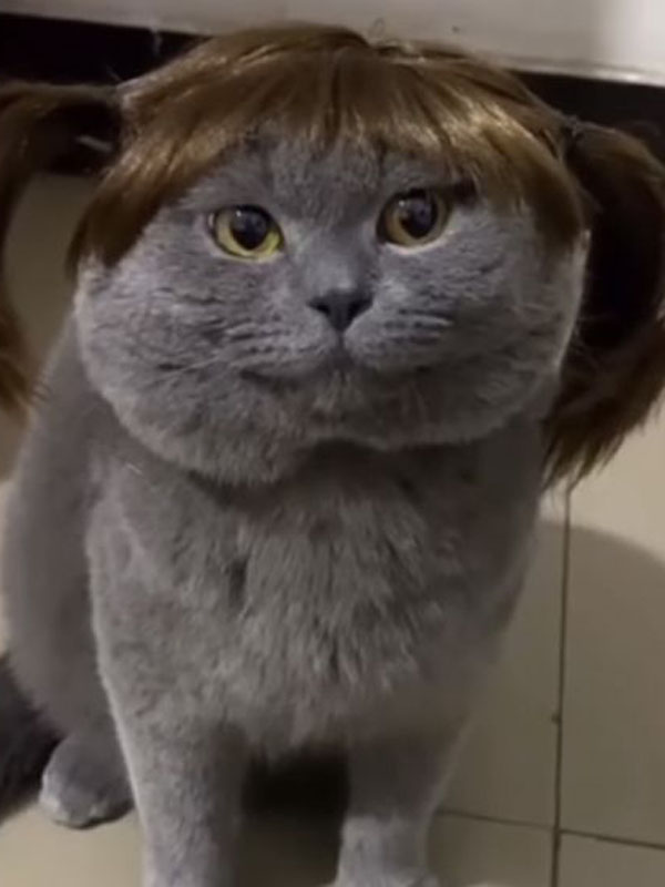 15+ funniest photos of pets wearing human hair that will make you hold your belly 2