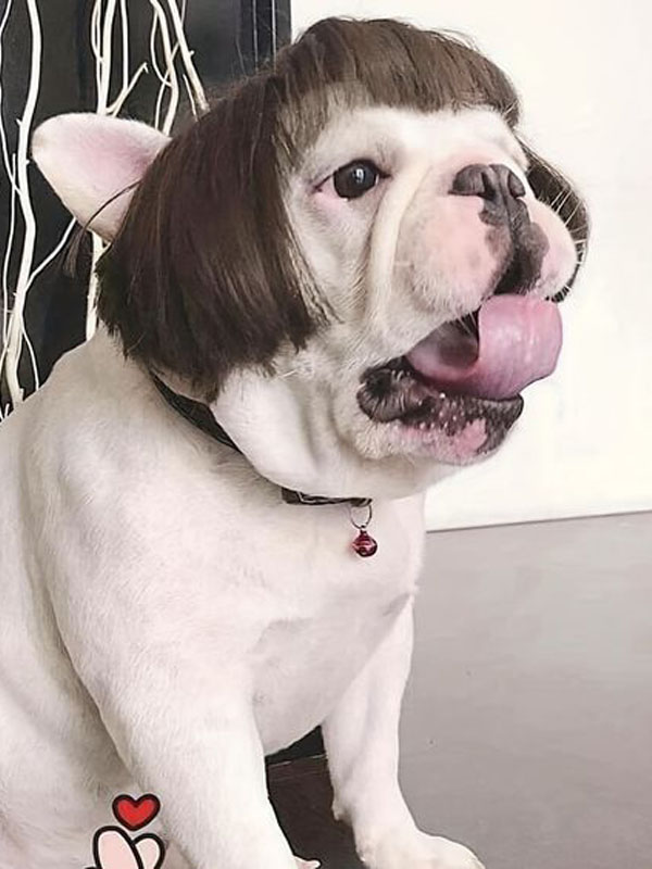 15+ funniest photos of pets wearing human hair that will make you hold your belly 3