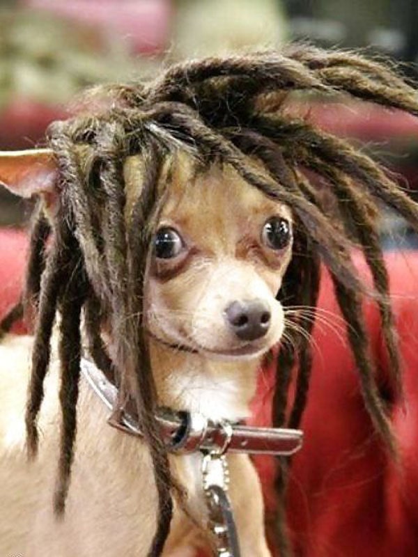 15+ funniest photos of pets wearing human hair that will make you hold your belly 15