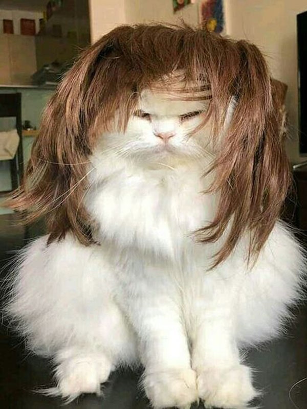 15+ funniest photos of pets wearing human hair that will make you hold your belly 13