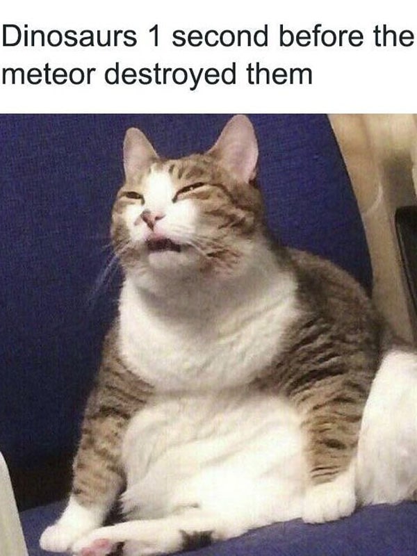 15+ perfect animal photos that can be ideal memes for you 4
