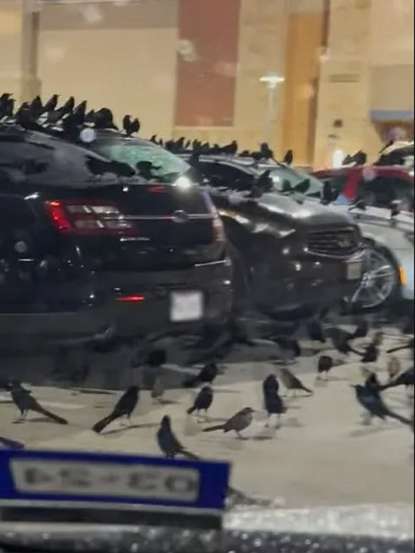 Flock of birds seize the Texas parking lot, leaving people to think of horror movie 1