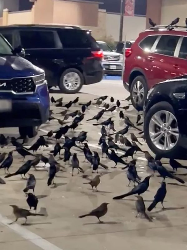 Flock of birds seize the Texas parking lot, leaving people to think of horror movie 3