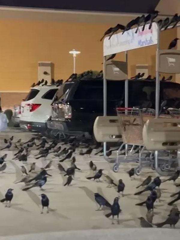 Flock of birds seize the Texas parking lot, leaving people to think of horror movie 2
