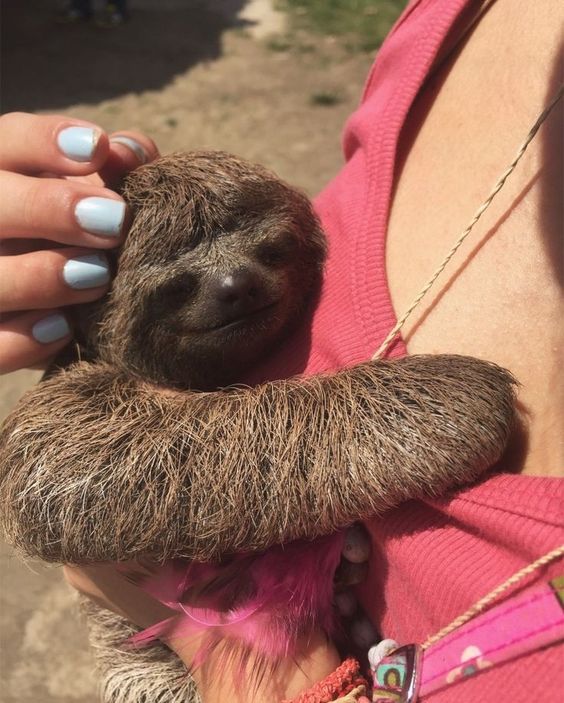 15+ moments of animals cuddling humans will melt your heart 6