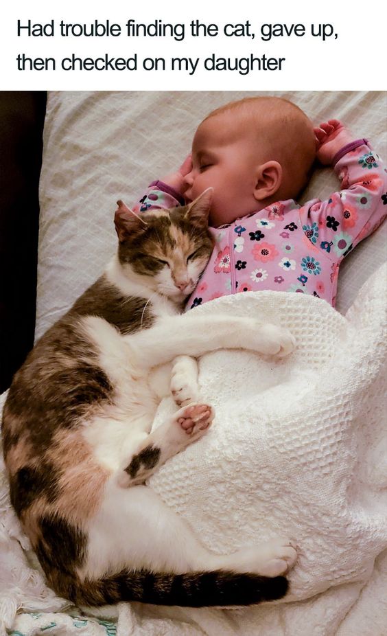 15+ moments of animals cuddling humans will melt your heart 4