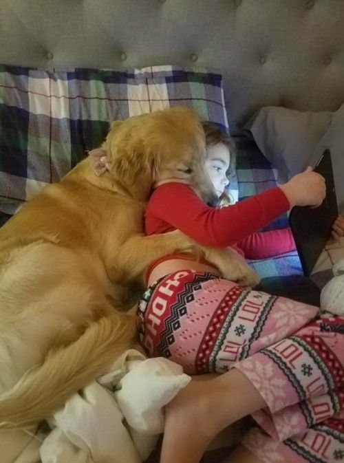 15+ moments of animals cuddling humans will melt your heart 1