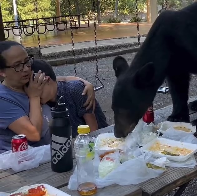 Black bear suddenly crashes and starts stealing a family's picnic 1