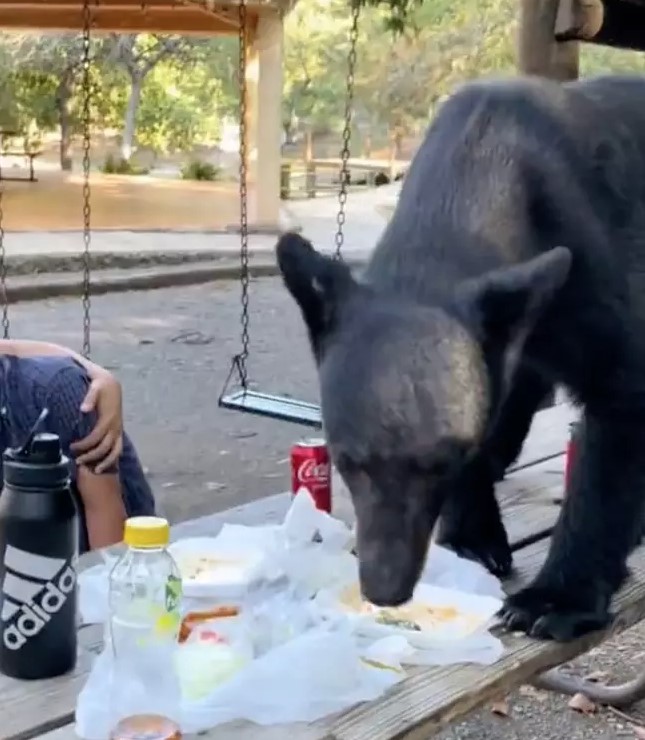 Black bear suddenly crashes and starts stealing a family's picnic 2