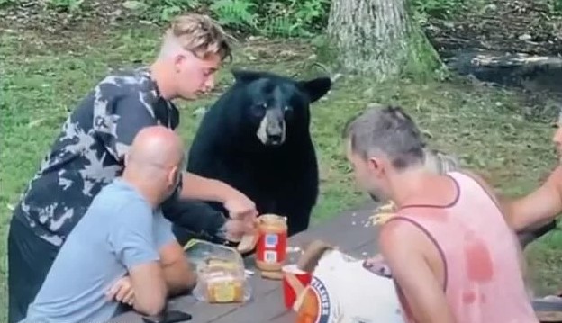 Black bear suddenly crashes and starts stealing a family's picnic 4