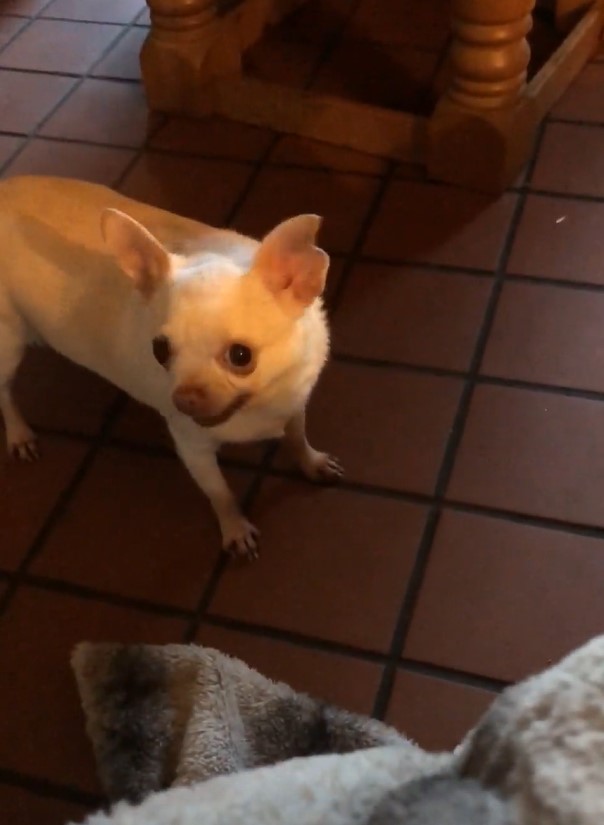 Dog says 'hello' in English accent leaving people baffled 3