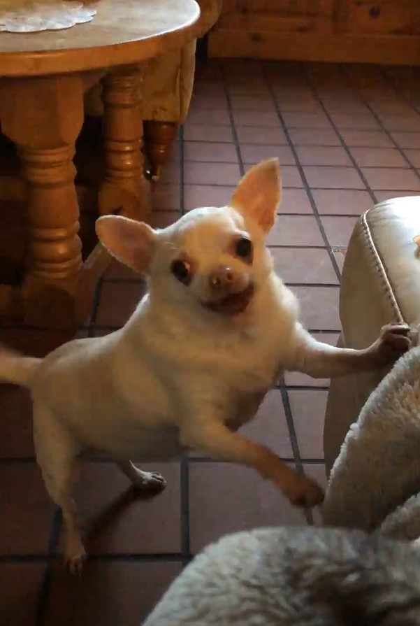 Dog says 'hello' in English accent leaving people baffled 4