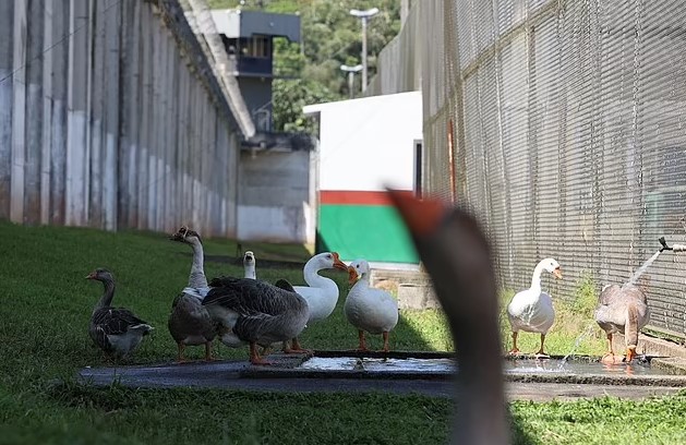 Geese hired as monitors in prison, who honk at inmates trying to escape 5