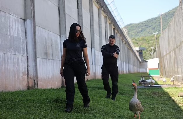 Geese were hired in Sao Pedro de Alcantara prison to patrol and honk at inmates trying to escape there.