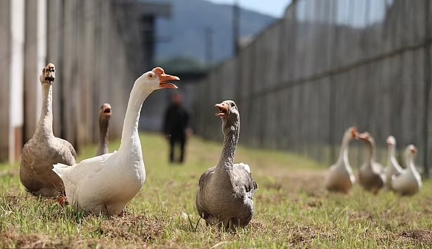 Geese hired as monitors in prison, who honk at inmates trying to escape 3
