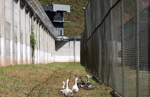 Geese hired as monitors in prison, who honk at inmates trying to escape 1