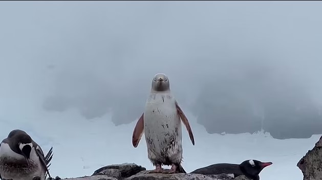 Rare all-white penguin was spotted in Antarctica 2
