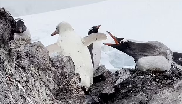 Rare all-white penguin was spotted in Antarctica 4