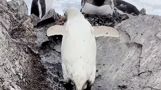 Rare all-white penguin was spotted in Antarctica 3