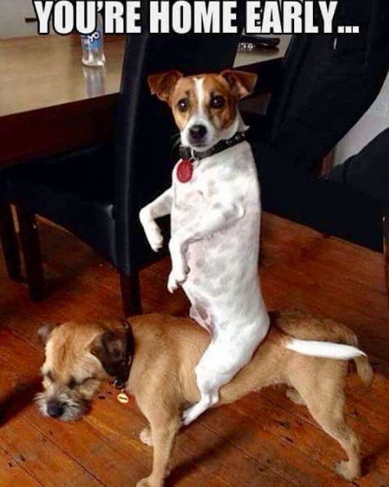 13+ hilarious moments when your dog forgets he is a dog 10