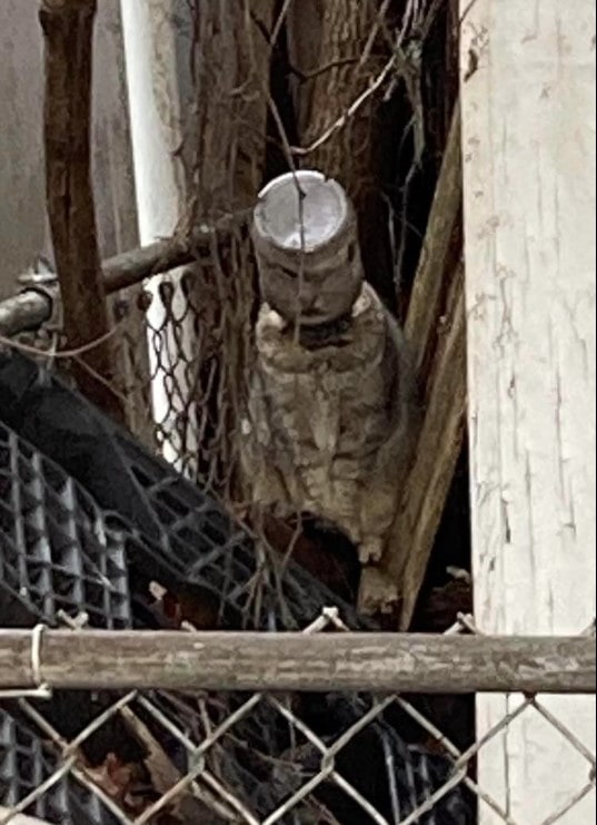 Heartbreaking moment: Poor cat with jar trapped on head was spotted walking around town 1