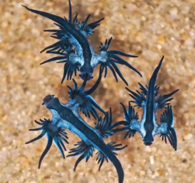 Numerous highly venomous deep-sea creatures washed up on a beach 4
