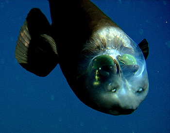 Rare fish with a limpid head was found in deep sea leaving experts baffled by its strange appearance 2
