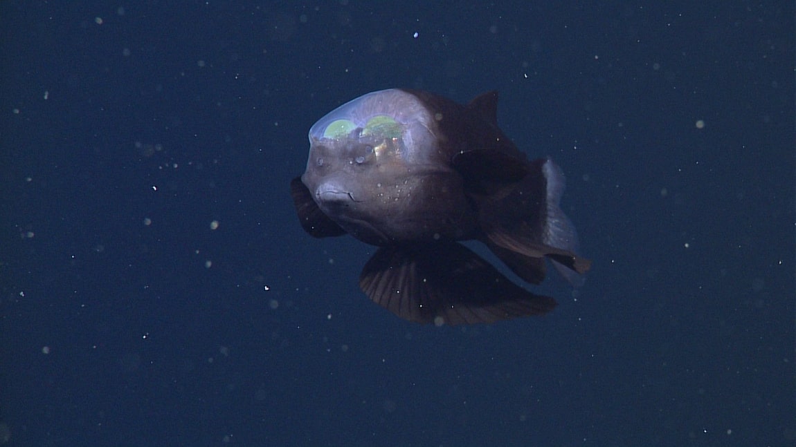Rare fish with a limpid head was found in deep sea leaving experts baffled by its strange appearance 4