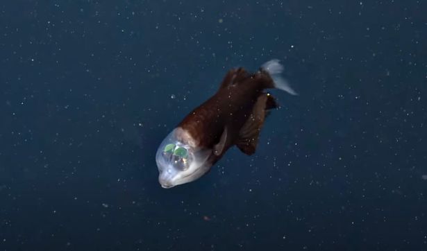 Rare fish with a limpid head was found in deep sea leaving experts baffled by its strange appearance 1