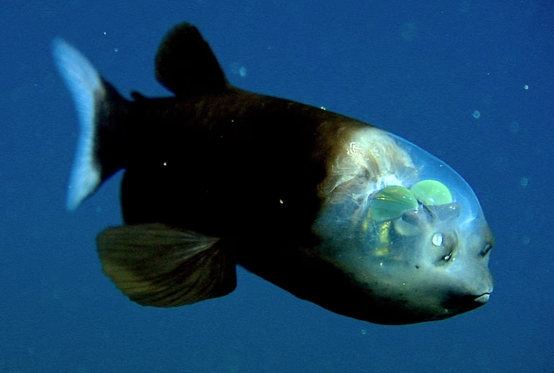 Rare fish with a limpid head was found in deep sea leaving experts baffled by its strange appearance 3