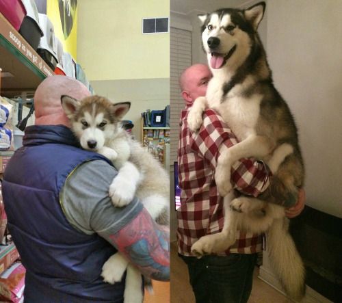13+ pet before-and-after pics will show you how love can change their appearance 11