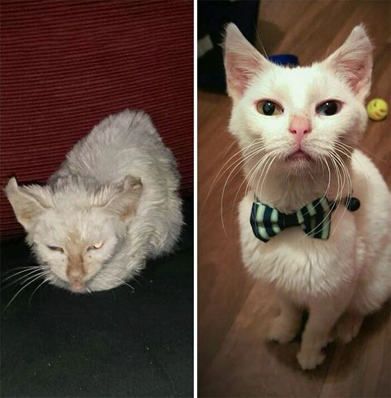 13+ pet before-and-after pics will show you how love can change their appearance 6