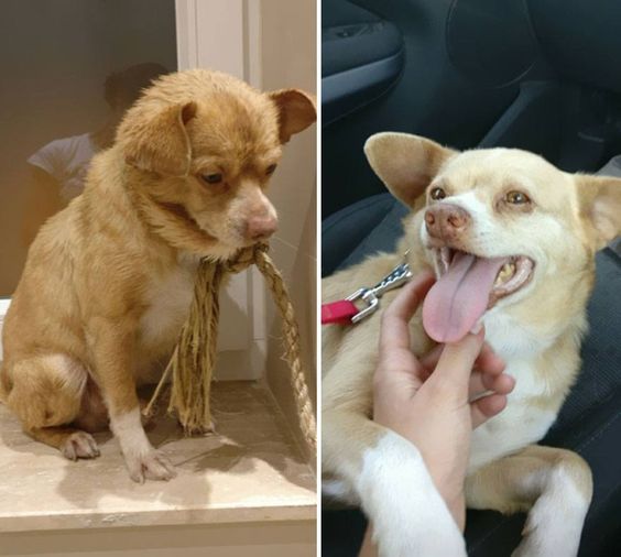 13+ pet before-and-after pics will show you how love can change their appearance 13