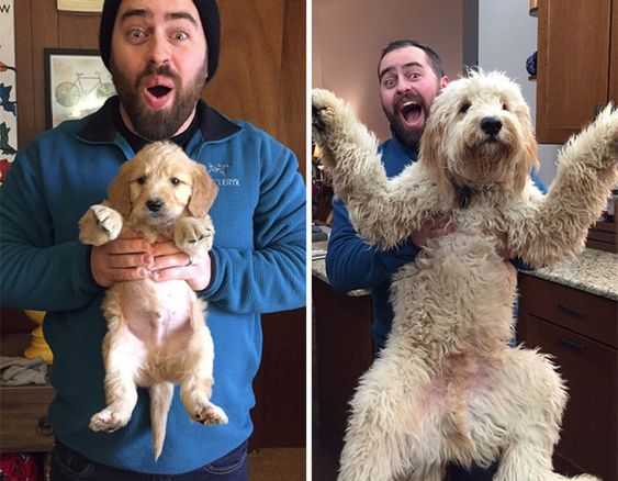 13+ pet before-and-after pics will show you how love can change their appearance 12