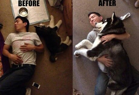 13+ pet before-and-after pics will show you how love can change their appearance 1