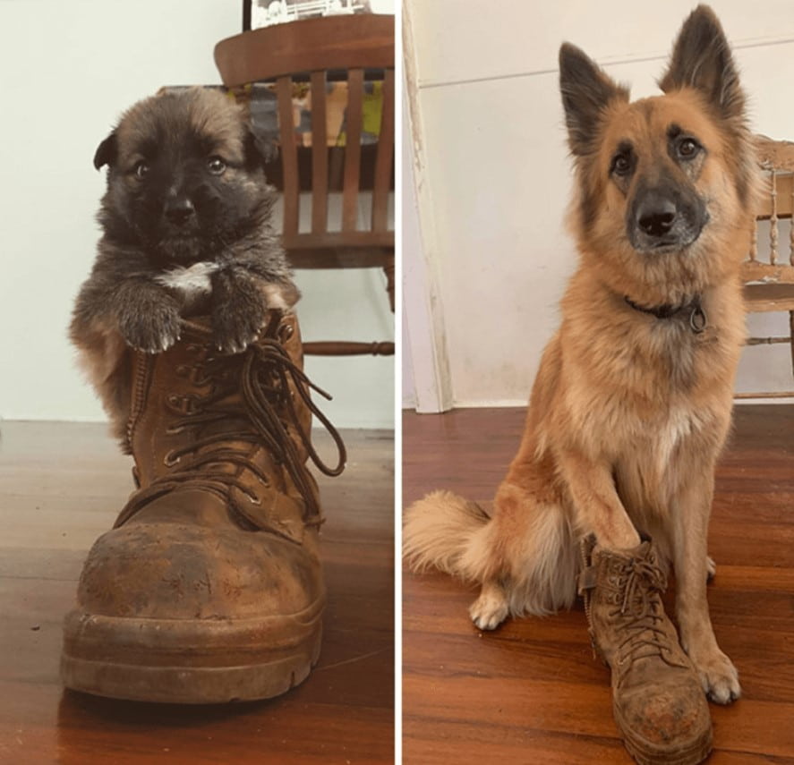 13+ pet before-and-after pics will show you how love can change their appearance 5