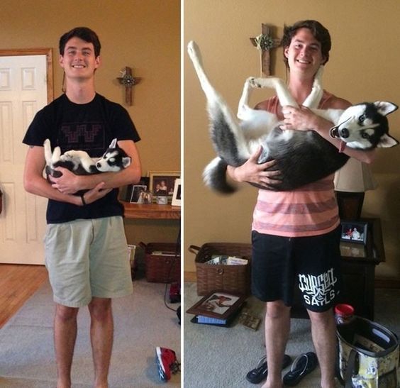 13+ pet before-and-after pics will show you how love can change their appearance 4