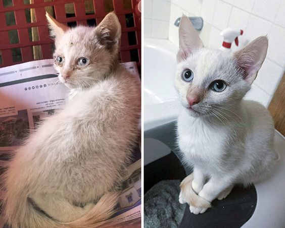 13+ pet before-and-after pics will show you how love can change their appearance 10